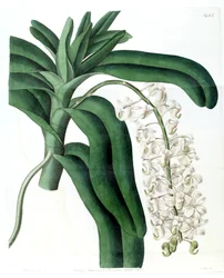Aerides odoratum